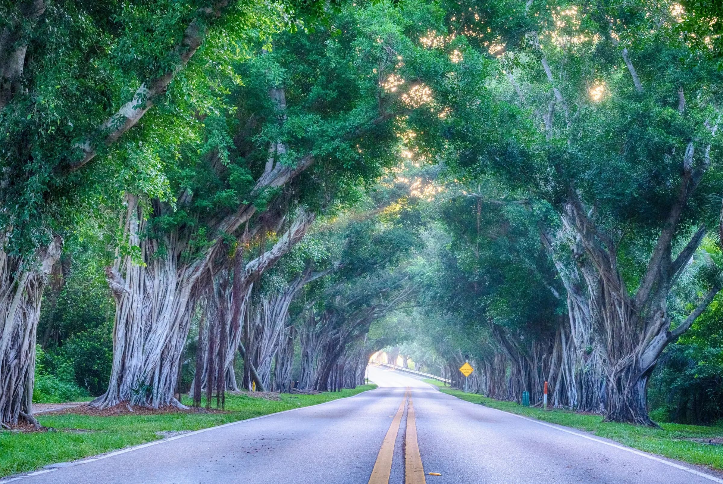 Banyan ağaçlarının oluşturduğu bir tünelin altından geçen asfalt bir yol